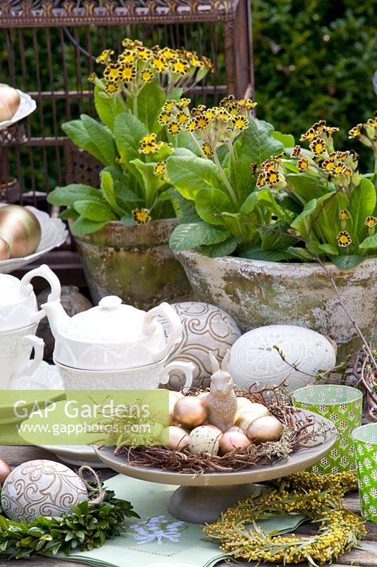 Easter table with Primula victoriana 