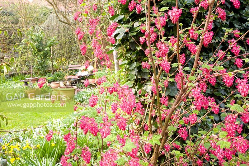 Ornamental currant, Ribes sanguineum Atrorubens 