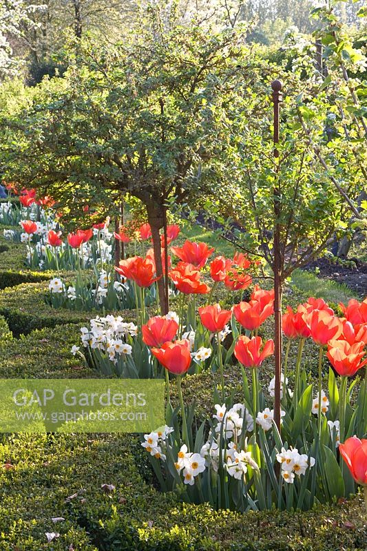 Tulips and daffodils under sweet fruit 