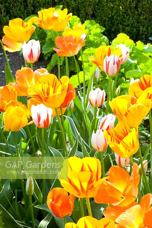 Tulips in yellow and orange 