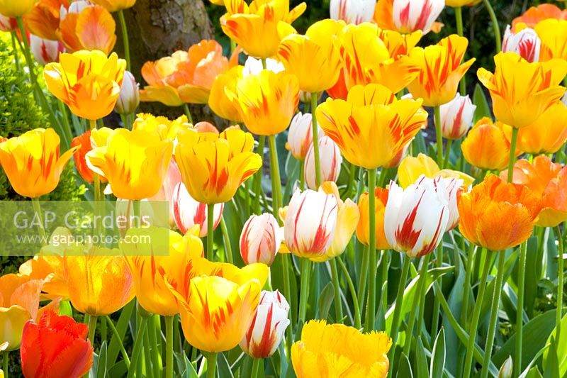Tulips in yellow and orange 