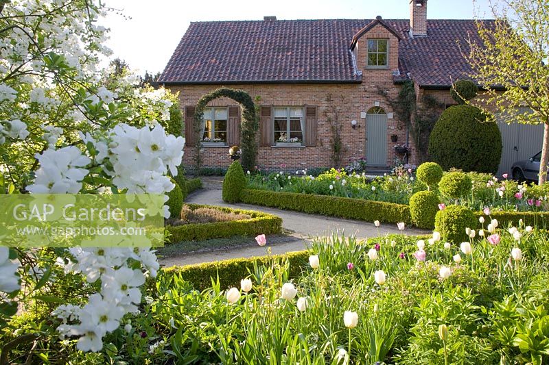 Front garden with tulips and spirea, Tulipa Inzell, Tulipa Mata Hari, Exochorda The Bride 