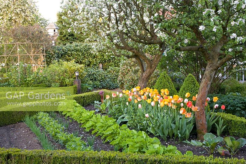 Vegetable garden in spring 