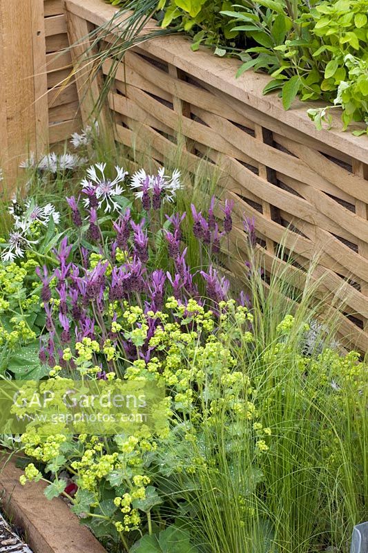 Herbs in a pot 