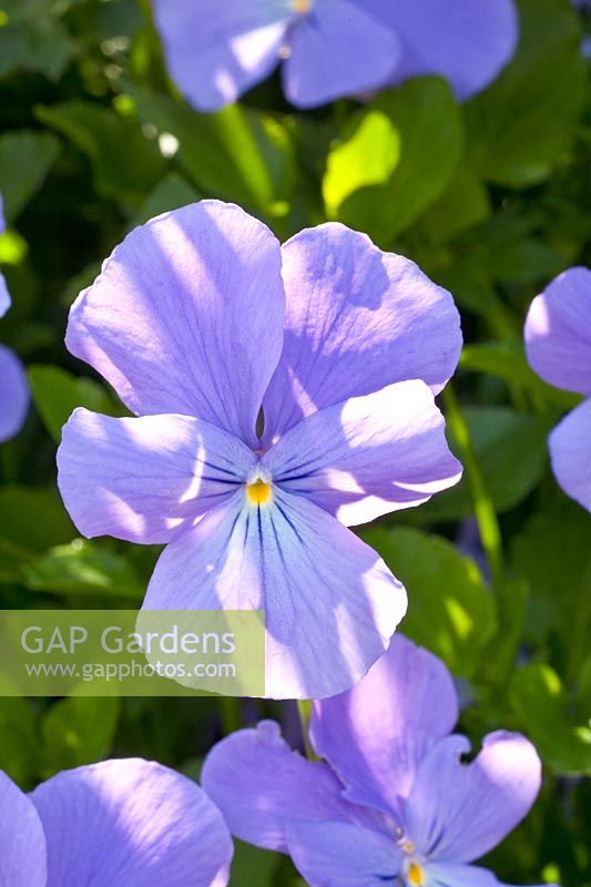 Portrait Viola Eastgrove Blue (perennial!) 