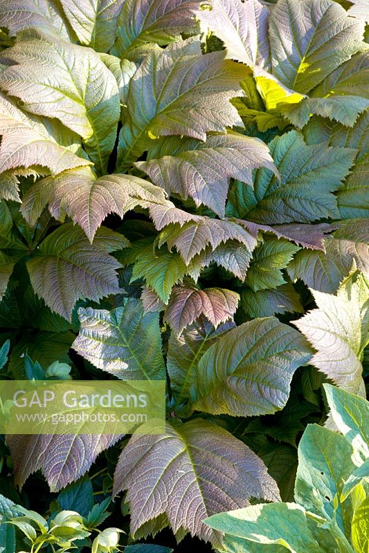 Portrait of the show leaf, Rodgersia podophylla Braunlaub 