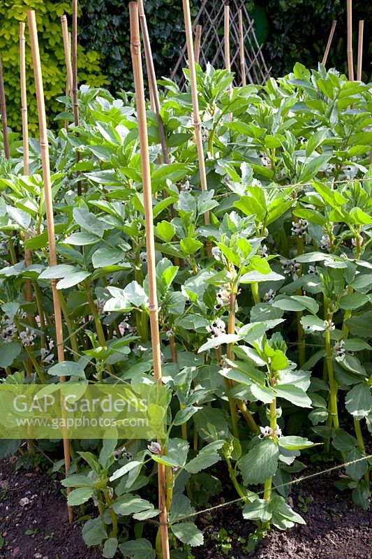 Broad beans with supports 