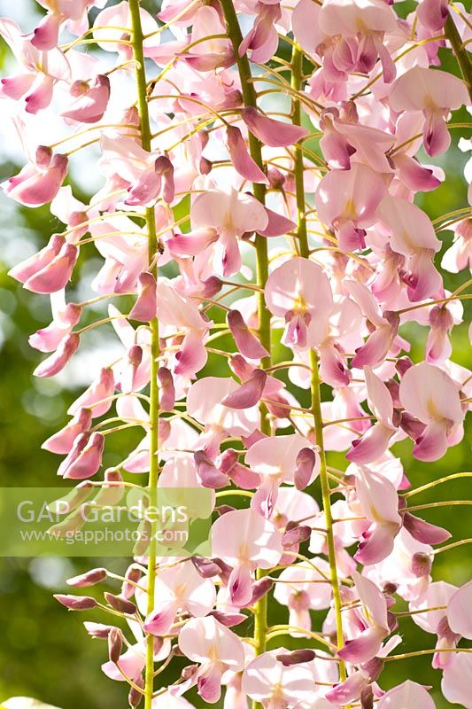 Portrait of pink-flowering wisteria 