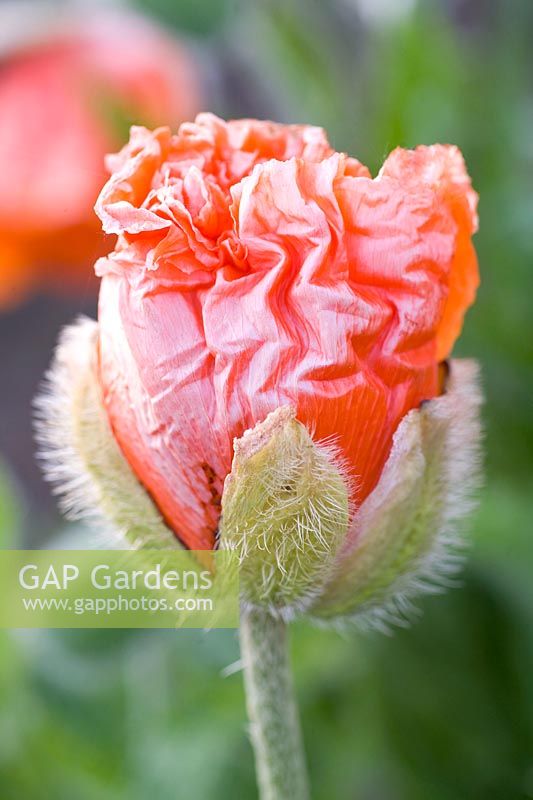 Perennial poppy, Papaver orientale Big Jim 