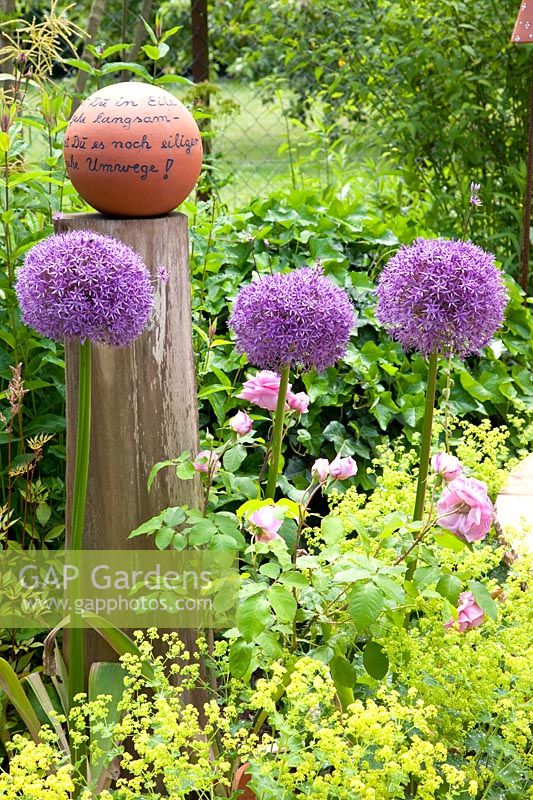 Ornamental onions and roses, Allium Globemaster, Rosa 