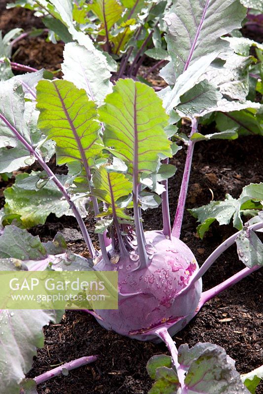 Portrait Kohlrabi Purple Danube (Sutton Seeds) 