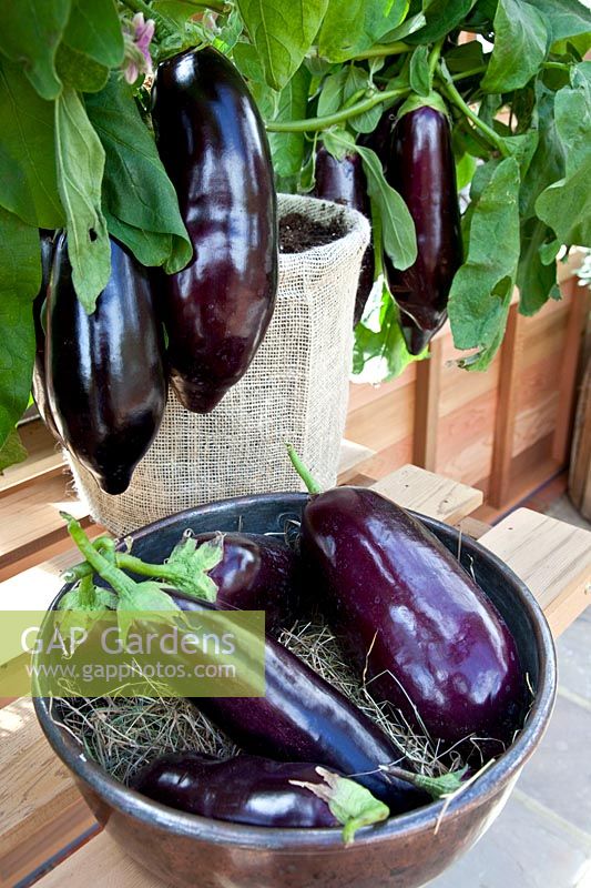 Eggplant in a pot 