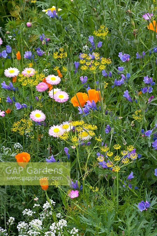 Flower meadow, beneficial insect meadow by Kiepenkerl 