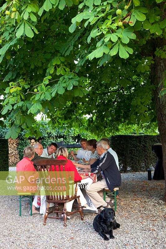 Seating under chestnut tree, Aesculus hippocastanum 