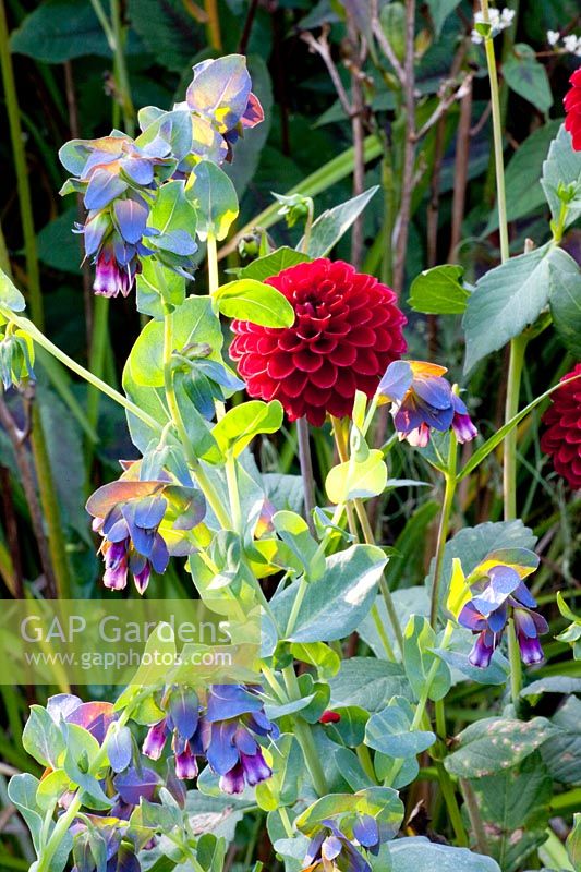 Dahlia and wax flower 