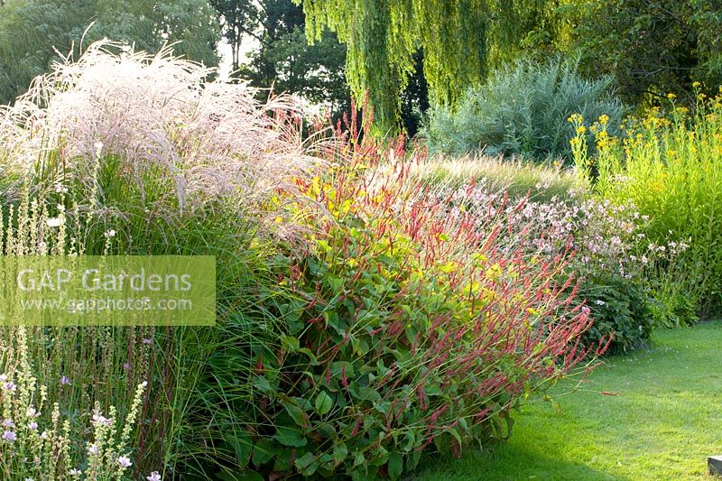 Perennials and grasses 