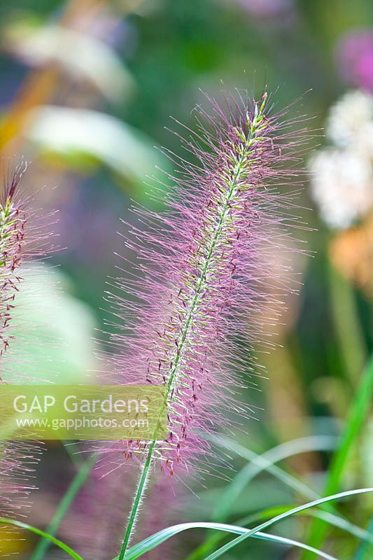 Portrait of Fountain Grass Moudry 