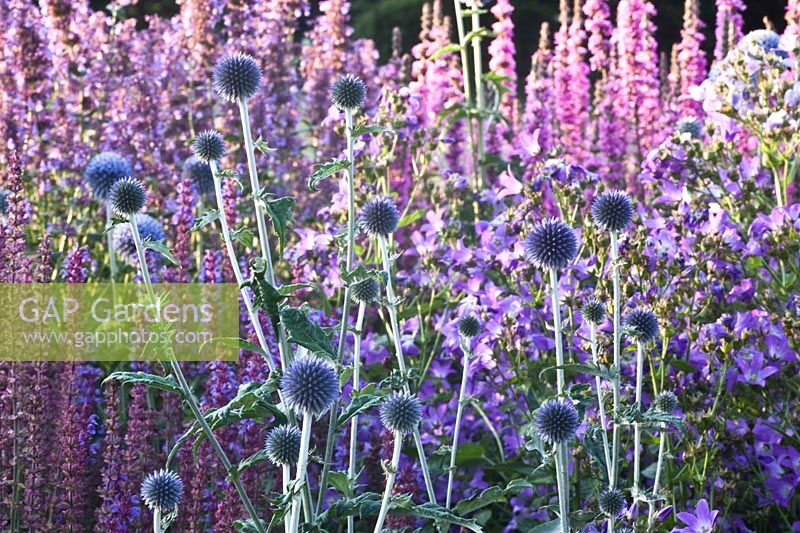 Globe thistle and loosestrife 