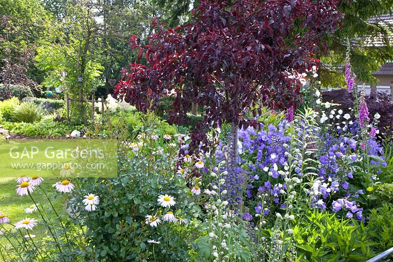 Front garden with blood plum, Prunus cerasifera Nigra 