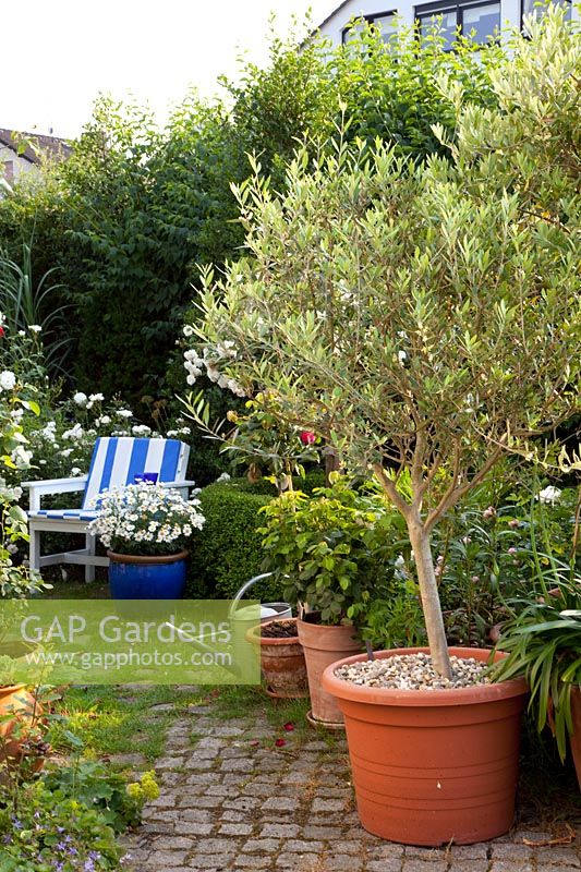 Olive tree in pot 