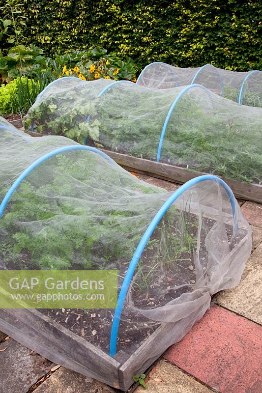 Fleece tunnel in the vegetable garden to protect carrots 