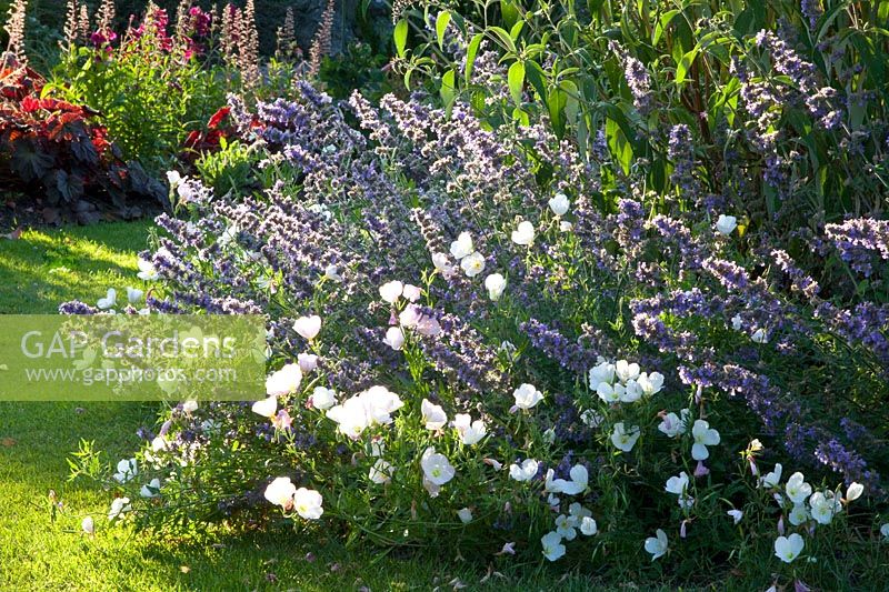 Catnip and Evening Primrose Siskiyou 