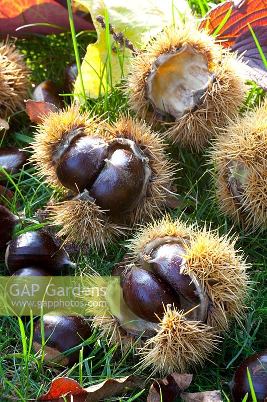 Portrait of sweet chestnuts, Castanea sativa Doree de Lyon 