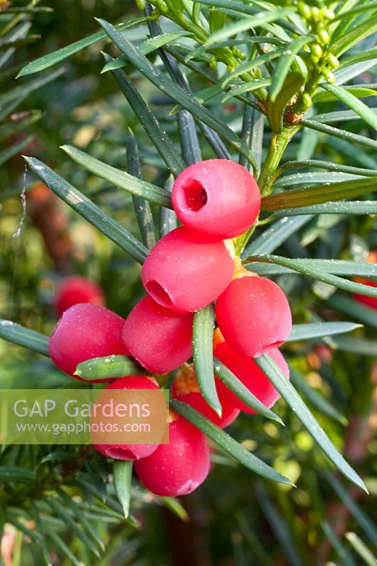 Seeds of the yew, Taxus media Hicksii 