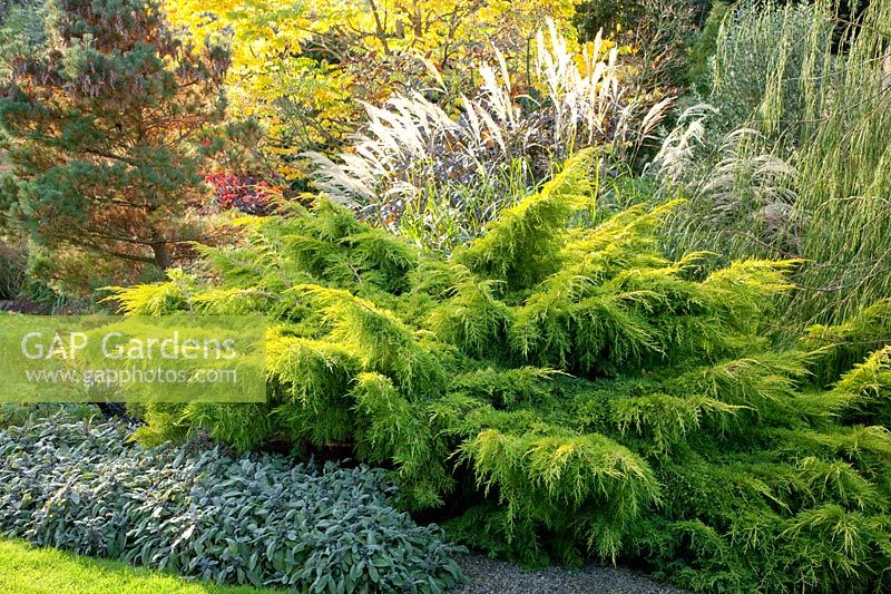 Portrait Juniper, Juniperus pfitzeriana Carbery Gold 