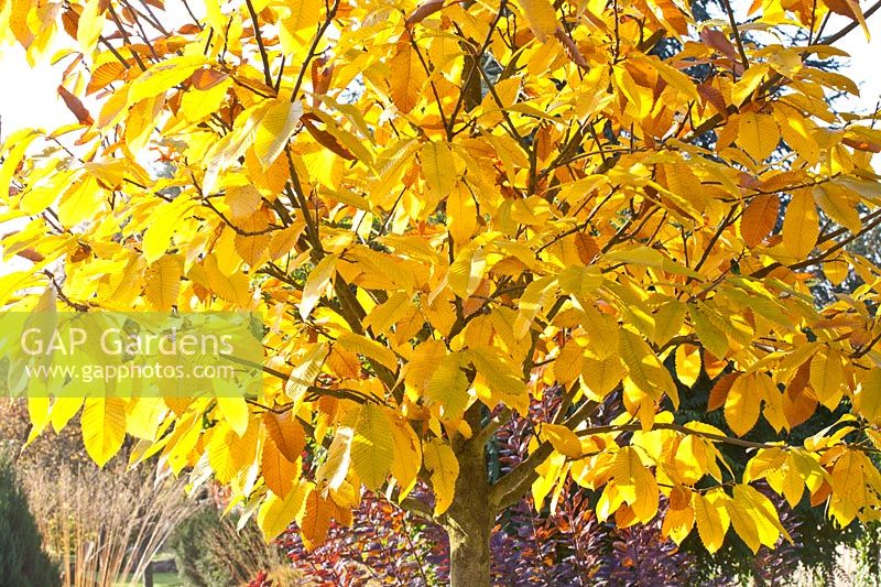Autumn colouring of sweet chestnut, Castanea sativa Doree de Lyon 