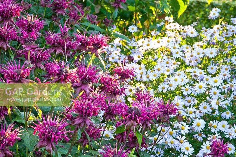 Indian nettle Thundercloud and Aster Blue Star 