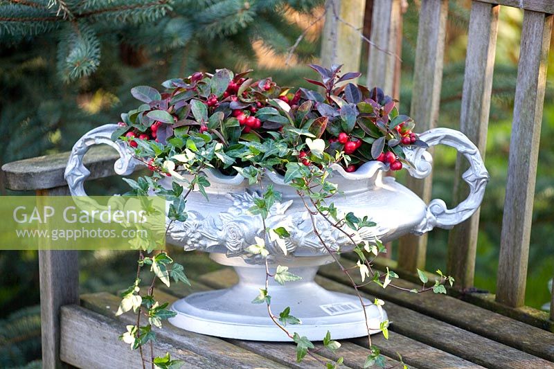 Vase with berries and ivy, Gaultheria, Hedera 
