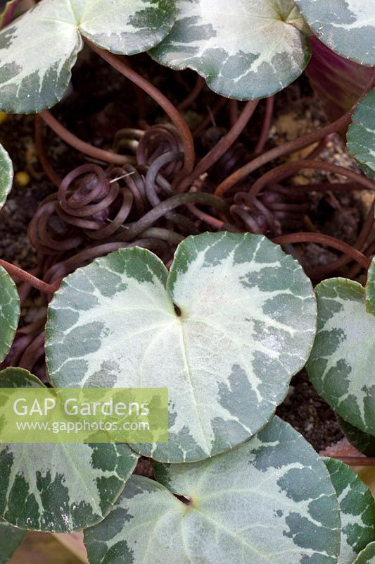 Leaf of Cyclamen purpurascens Green Ice, European Cyclamen 