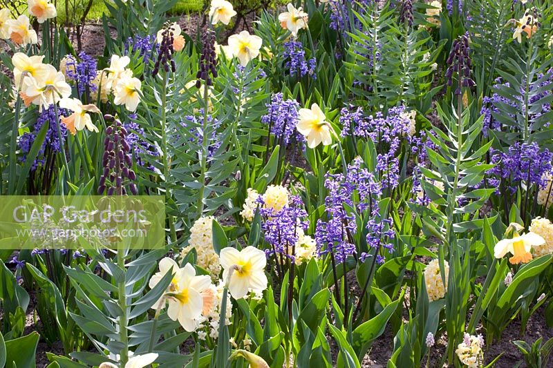 Combination of daffodils, fritillaries and hyacinths, Narcissus Irina's Choice, Fritillaria persica, Hyacinthus Anastasia 