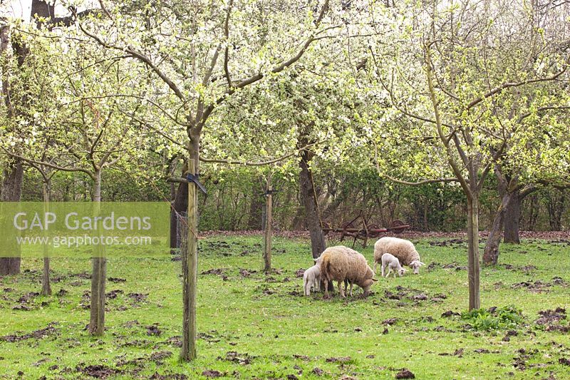 Pasture with sheep 