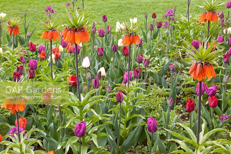 Bed with bulb plants 