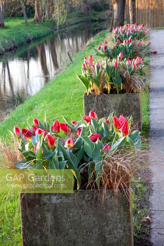 Tulips and Carex in pots, Tulipa Couleur Cardinal, Tulipa Red Flair, Carex comans Bronze Form 