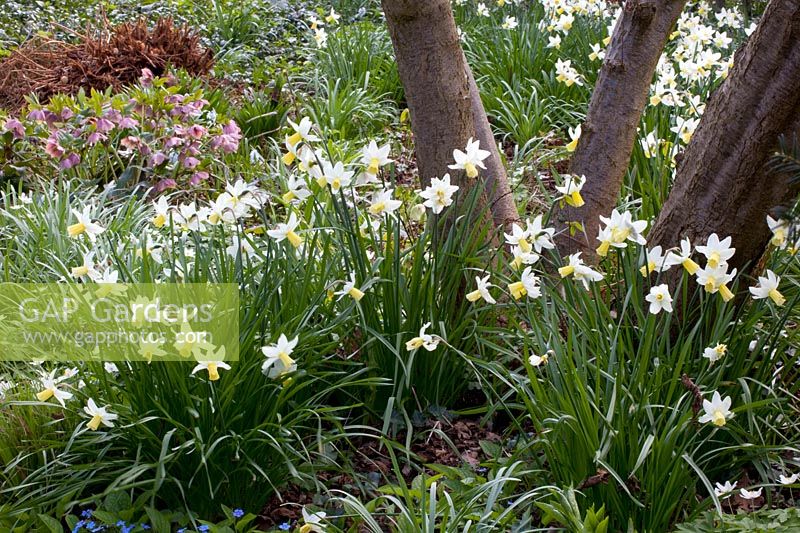 Narcissus Jenny under trees /Narcissus cyclamineus Jenny 