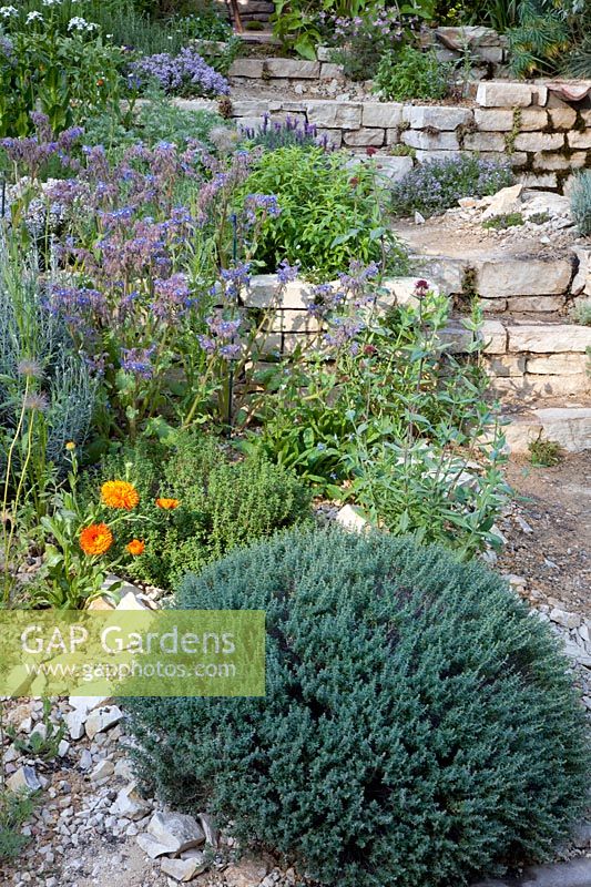 Mediterranean herb garden 