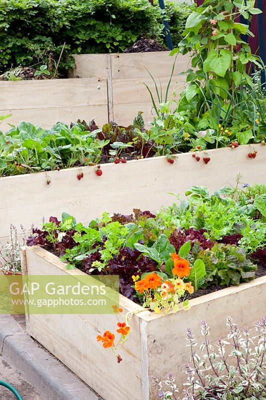 Vegetables, herbs and compost in raised bed made of boards 