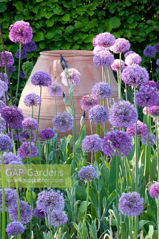 Ornamental onion in the garden 