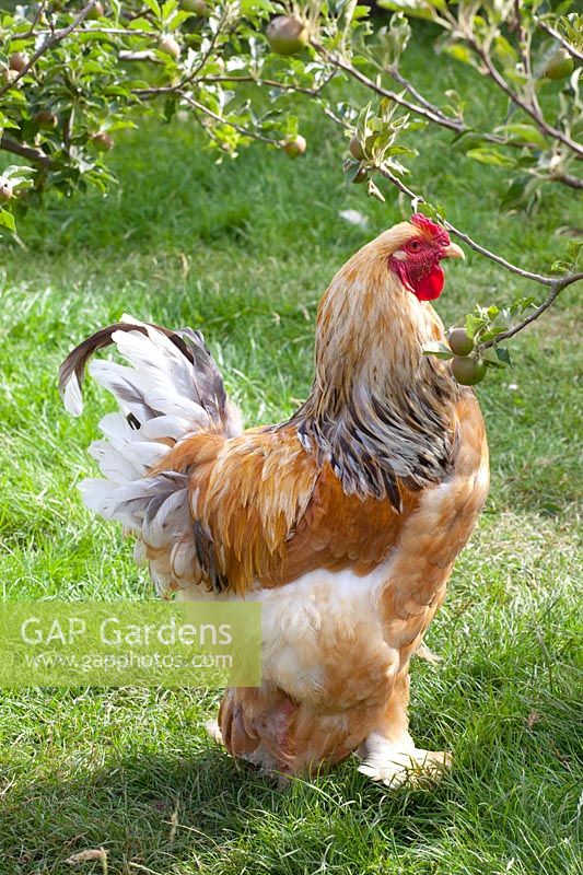 Rooster in the garden 