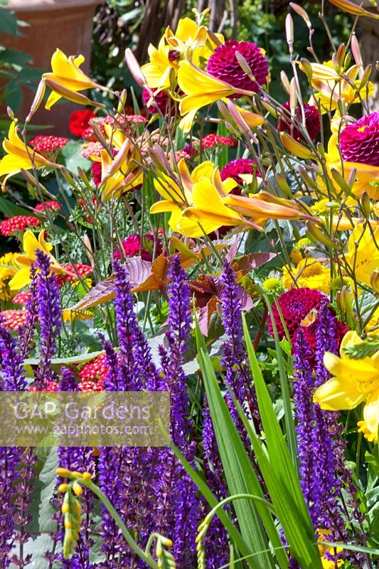 Daylily Corky and Sage Caradonna, Hemerocallis Corky, Salvia nemorosa Caradonna 