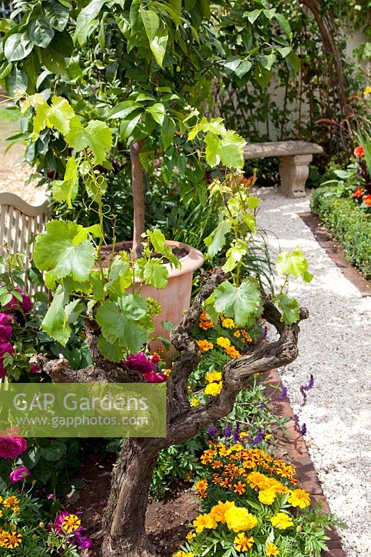 Mediterranean garden with vine and seating area 