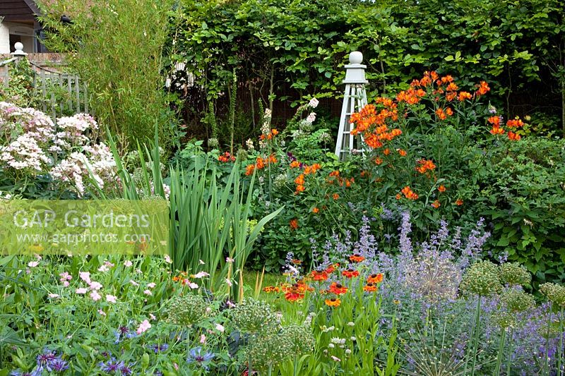 Perennial bed, Helenium, Alstroemeria, Nepeta 