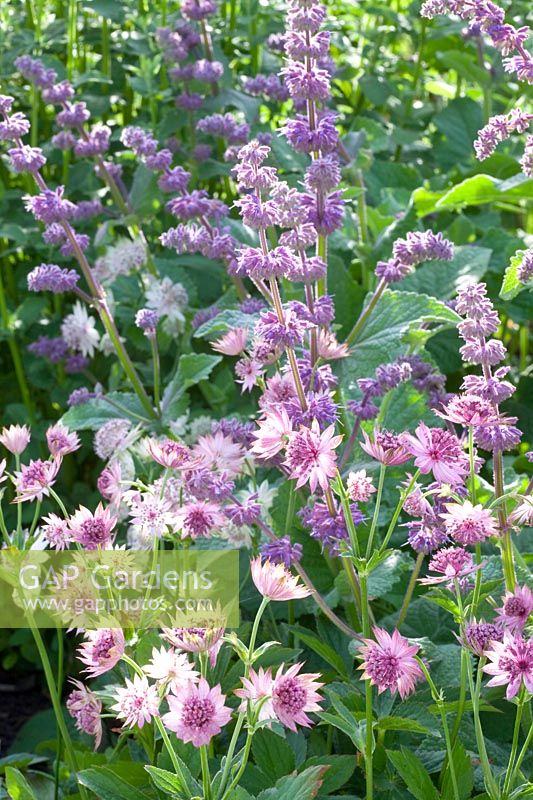 Masterwort and sage, Astrantia major, Salvia verticillata Purple Rain 