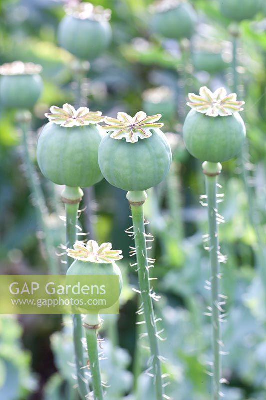 Seed capsule of opium poppy, Papaver somniferum 