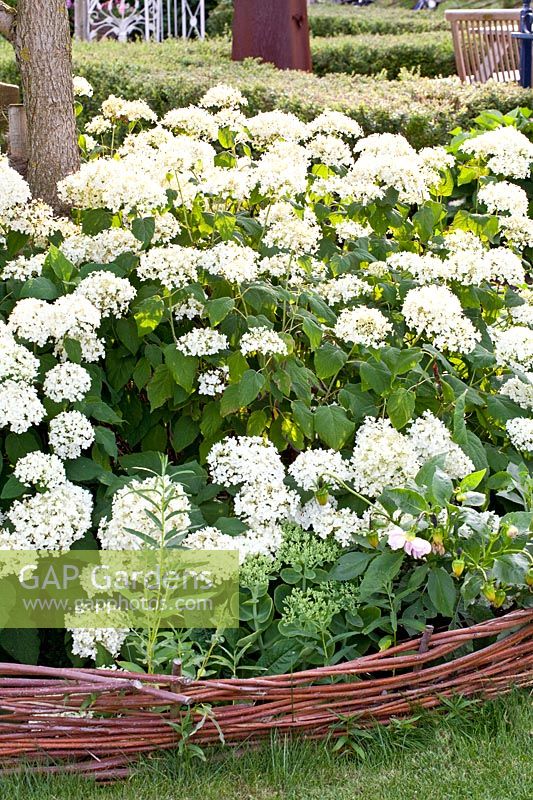 Hydrangea Annabelle with willow border, Hydrangea arborescens Annabelle 