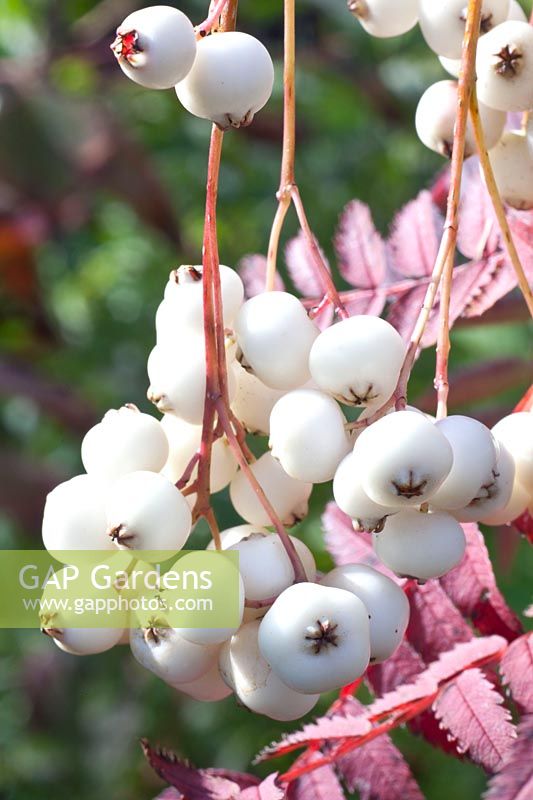 Berries of the rowan tree, Sorbus koehneana 