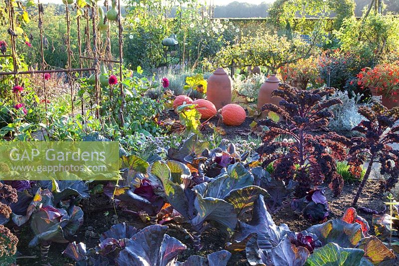 Autumnal vegetable garden with kale, pointed cabbage and pumpkin 